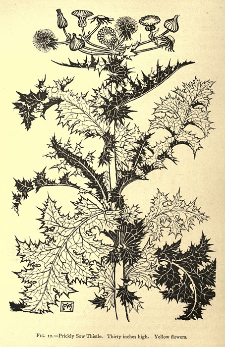 plants02.jpg
